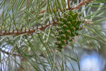 
green cone