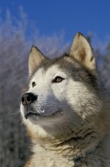 Siberian Husky Dog, Portrait of Adult