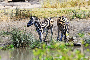 Zebras trinkend am Wasserloch im Krüger-Nationalpark