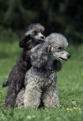Grey Standard Poodle, Dog sitting on Grass, Mother and Pup