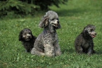 Grey Standard Poodle, Dog sitting on Grass, Mother with Pup