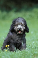 Fototapeta premium Grey Standard Poodle, Pup sitting on Grass
