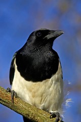 Black billed Magpie or European Magpie, pica pica, Normandy