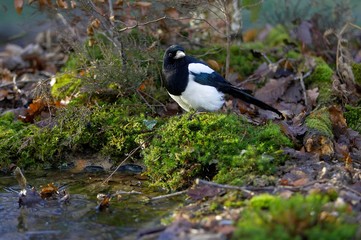 Black billed Magpie or European Magpie, pica pica, Normandy