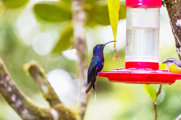 Kolibri