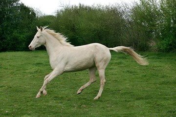 Fototapeta na wymiar Akhal Teke, Horse from Turkmenistan, Mare Galloping