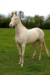 Obraz na płótnie Canvas Akhal Teke, Horse from Turkmenistan, Mare