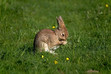 European Rabbit, oryctolagus cuniculus, Cleaning its Nose, Normandy