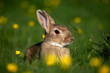European Rabbit, oryctolagus cuniculus, standing in Yellow Flowers, Normandy