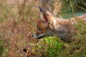 Red Fox, vulpes vulpes, Cub, Normandy