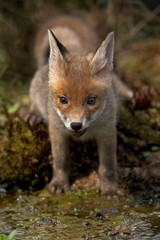 Naklejka na ściany i meble Red Fox, vulpes vulpes, Cub, Normandy