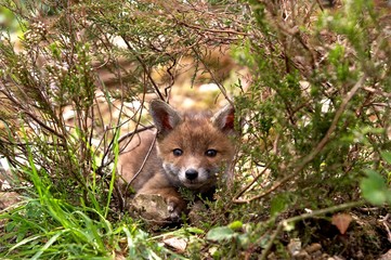 Red Fox, vulpes vulpes, Cub, Normandy