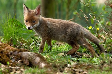 Naklejka na ściany i meble Red Fox, vulpes vulpes, Cub, Normandy