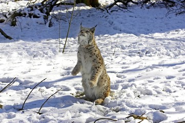 European Lynx, felis lynx, Adult in Snow, standing on Hind Legs