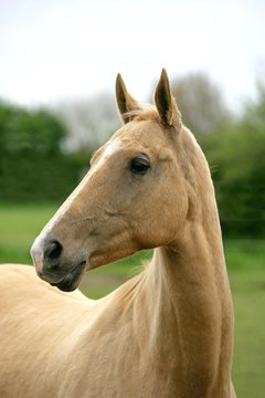 Akhal Teke, Horse from Turkmenistan, Portrait of Mare