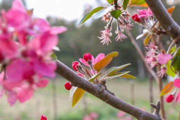 Pink peach blossoms and buds with trees in the  background