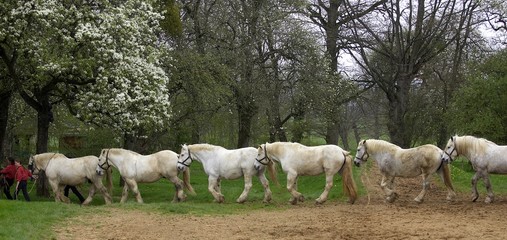 Percheron Draft Horses, Training, Normandy