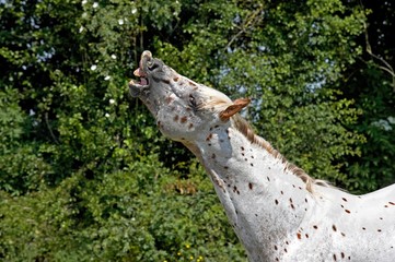 Appaloosa Horse in Flehmen