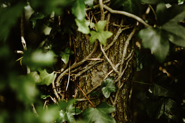 Yoga and Mindfulness in the Alps