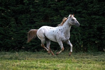 Obraz na płótnie Canvas Appaloosa Horse Galloping through Meadow