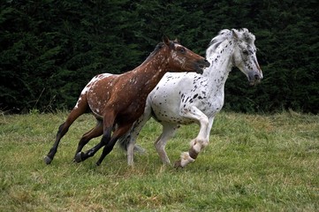 Fototapeta premium Appaloosa Horses Galloping through Meadow