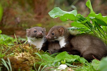 Young Stone Marten or Beech Marten, martes foina, Normandy