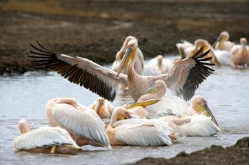 Great White Pelican, pelecanus onocrotalus, Group having Bath, Nakuru Park in Kenya