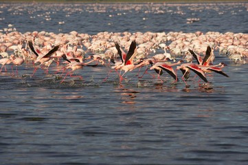 Obraz premium Lesser Flamingo, phoenicopterus minor, Colony in Flight, Taking off from Nakuru Lake in Kenya