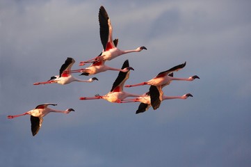 Lesser Flamingo, phoenicopterus minor, Group in Flight, Nakuru Lake in Kenya