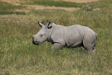 White Rhinoceros, ceratotherium simum, Calf, Nakuru Park in Kenya