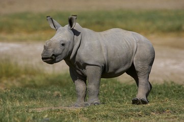 Naklejka premium White Rhinoceros, ceratotherium simum, Calf, Nakuru Park in Kenya