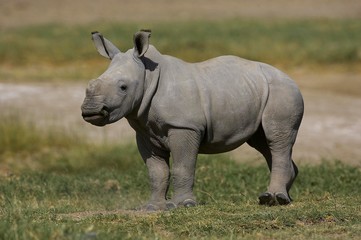 Fototapeta premium White Rhinoceros, ceratotherium simum, Calf, Nakuru Park in Kenya