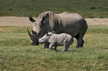 Fototapeta premium White Rhinoceros, ceratotherium simum, Mother with Calf, Nakuru Park in Kenya