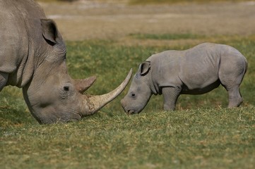 Obraz premium White Rhinoceros, ceratotherium simum, Mother with Calf, Nakuru Park in Kenya