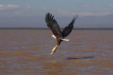 African Fish-Eagle, haliaeetus vocifer, Adult in Flight, Catching Fish, Baringo Lake in Kenya