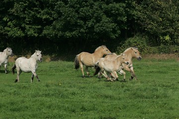 Fototapeta premium Norwegian Fjord Horse, Mares and Foal
