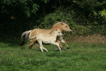 Norwegian Fjord Horse, Mare and Foal
