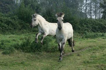 Norwegian Fjord Horse