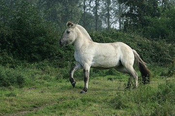 Norwegian Fjord Horse