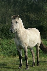Obraz na płótnie Canvas Norwegian Fjord Horse