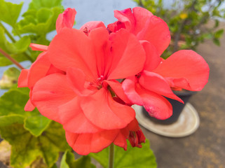 red flower in the garden