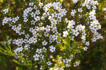 Closeup of white flowers on a confetti bush