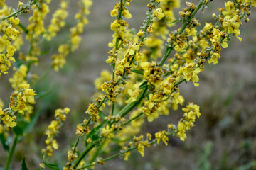 
yellow wildflowers