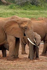 Fototapeta na wymiar African Elephant, loxodonta africana, Mother with Calf, Masai Mara Park in Kenya