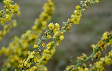 
yellow wildflowers