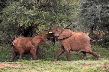 Fototapeta na wymiar African Elephant, loxodonta africana, Youngs playing, Masai Mara Park in Kenya