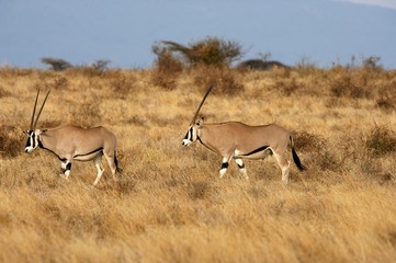 Beisa Oryx, oryx beisa, Masai Mara Park in Kenya