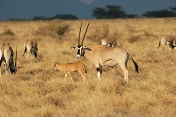 Beisa Oryx, oryx beisa, Group with Mother and Calf, Masai Mara Park in Kenya