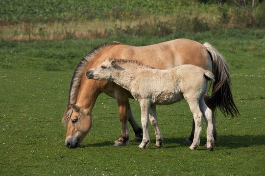 Norwegian Fjord Horse, Mare and Foal