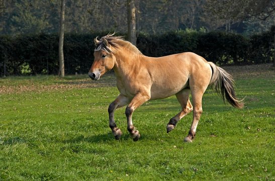 Norwegian Fjord Horse, Galloping